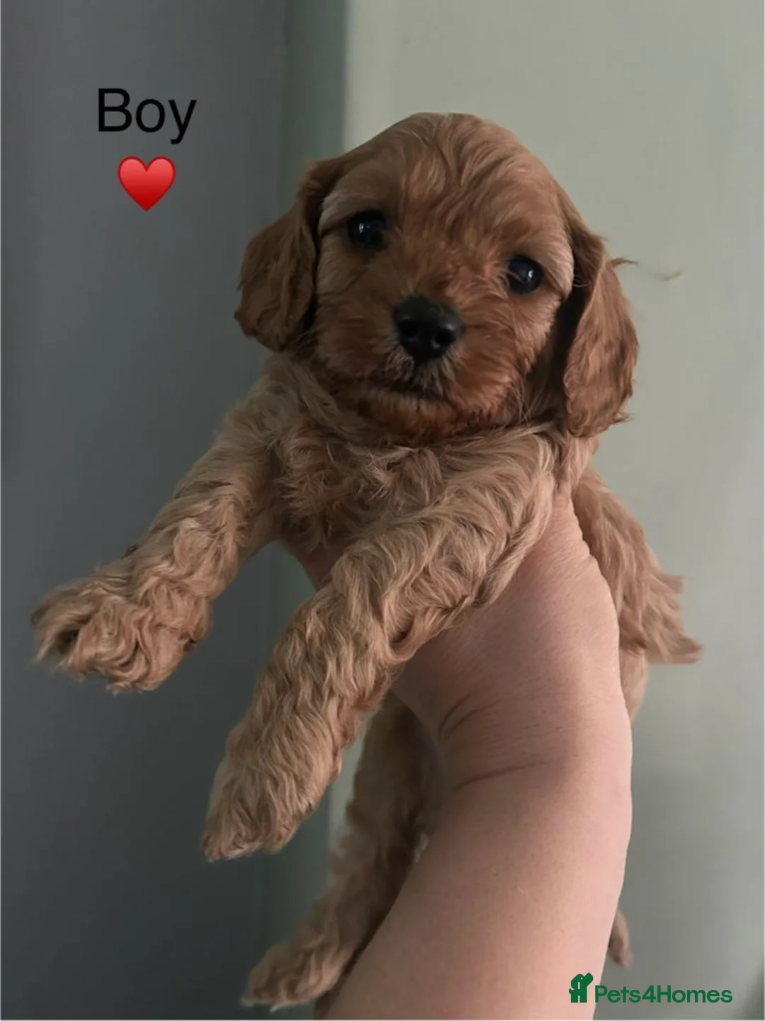 Cockapoo dogs for sale: Adorable Cockapoos Looking For Forever Families in Cardiff - Advert 5