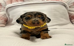 Miniature Dachshund dogs for sale: Beautiful Miniature dachshund puppies - Image 5