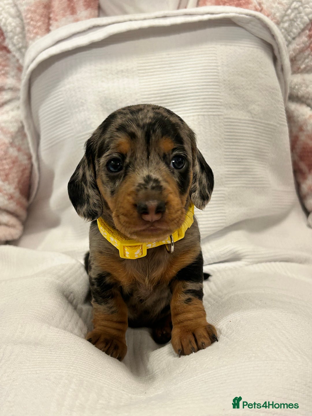 Miniature Dachshund dogs for sale: Beautiful Miniature dachshund puppies - Image 5