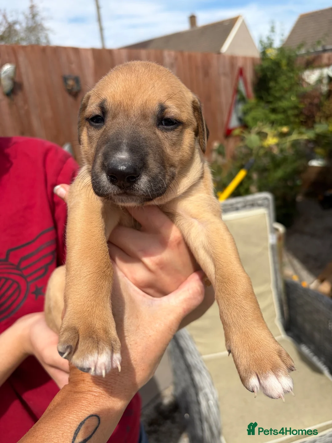 Lurcher dogs for sale: Fabulous lurcher pups  - Advert 2