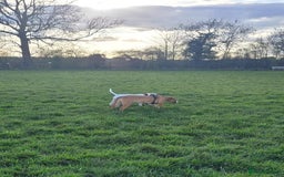 Mixed Breed dogs for sale: Millie to be rehomed - Image 12