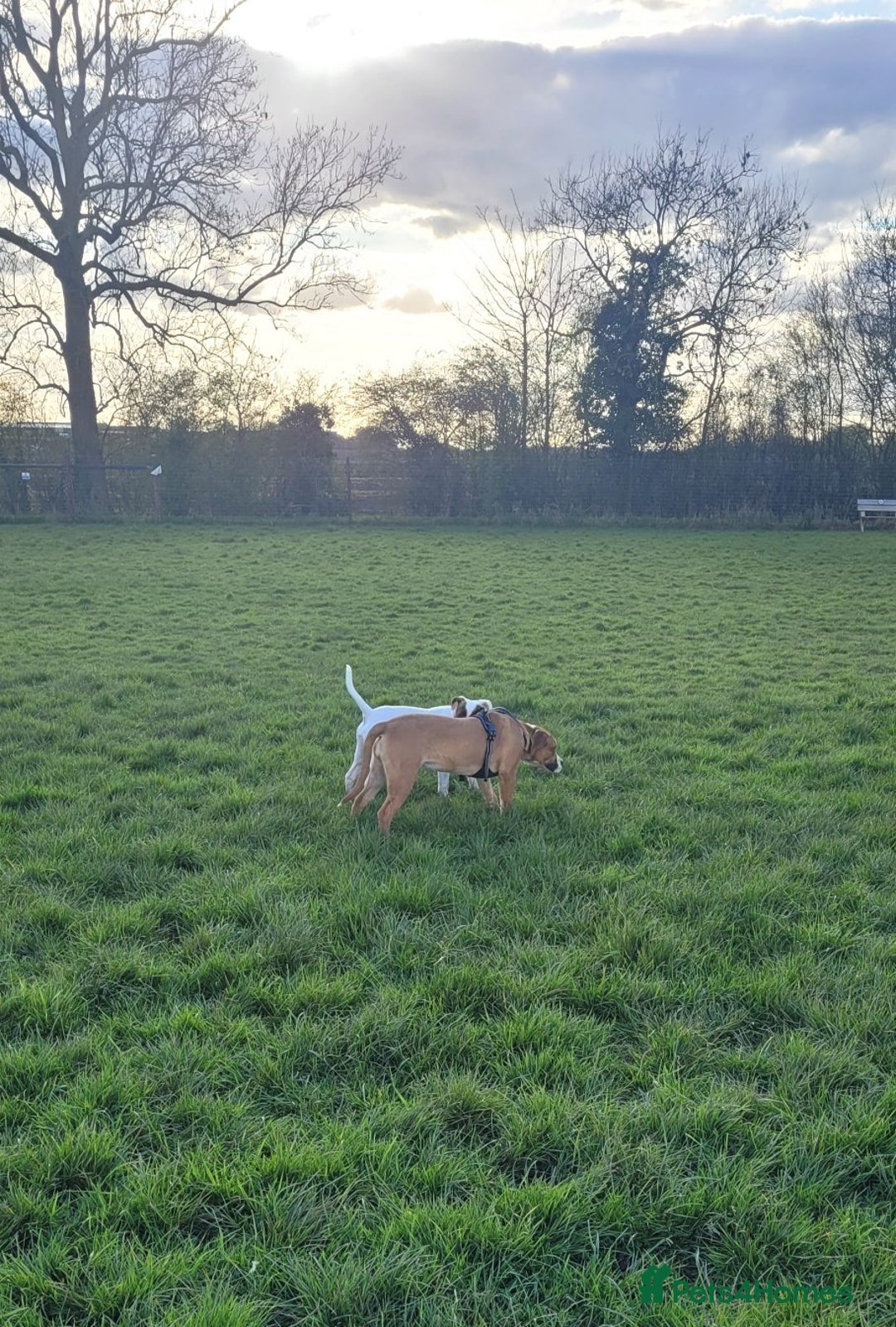Mixed Breed dogs for sale: Millie to be rehomed - Image 12