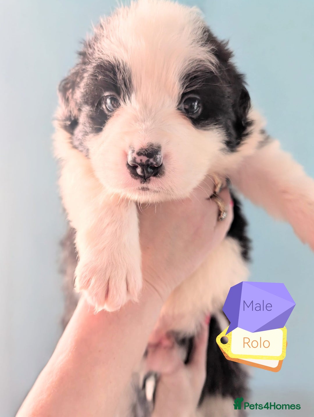 Mixed Breed dogs for sale: Beautiful Bordernese Puppies - Advert 23