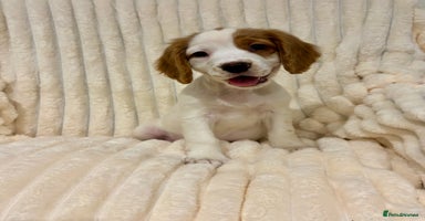 Cocker Spaniel dogs - Advert 7