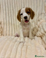 Cocker Spaniel dogs - Advert 8