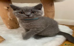 British Shorthair cats for sale: British Shorthair kittens, GCCF Certificate  in Dundee - Image 24