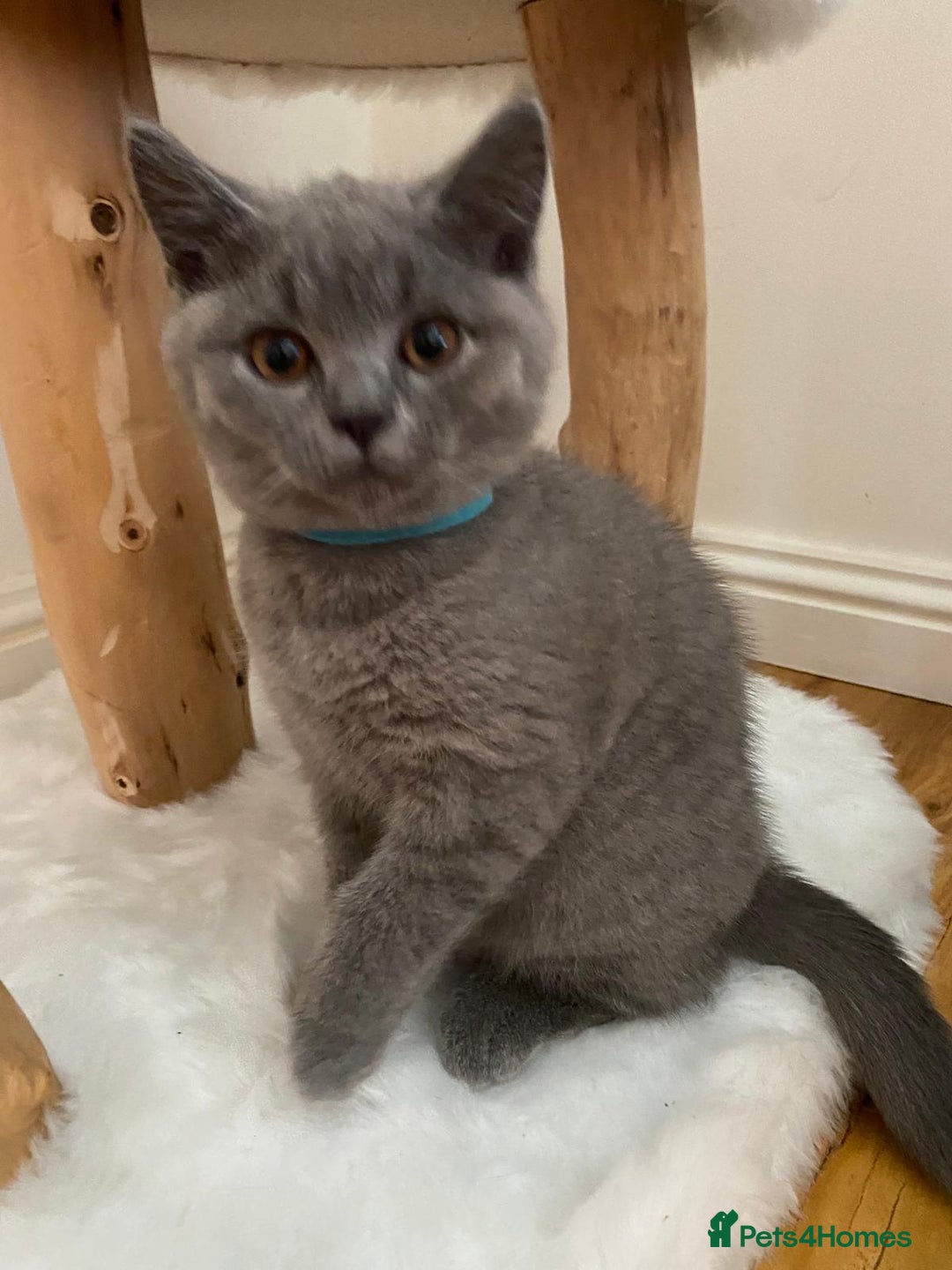 British Shorthair cats for sale: British Shorthair kittens, GCCF Certificate  in Dundee - Image 24