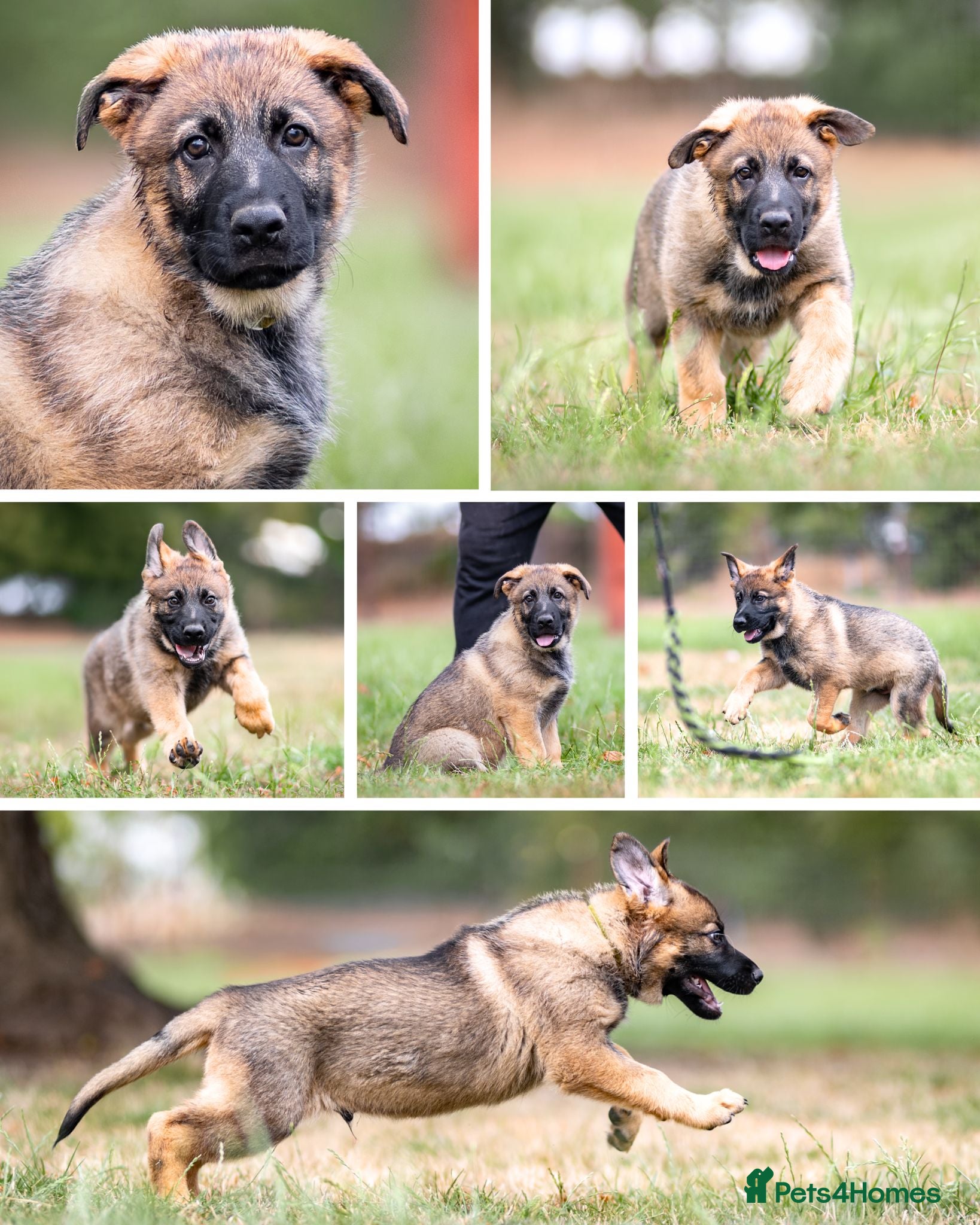 German Shepherd dogs Working line KC GSD pups  - Advert 2
