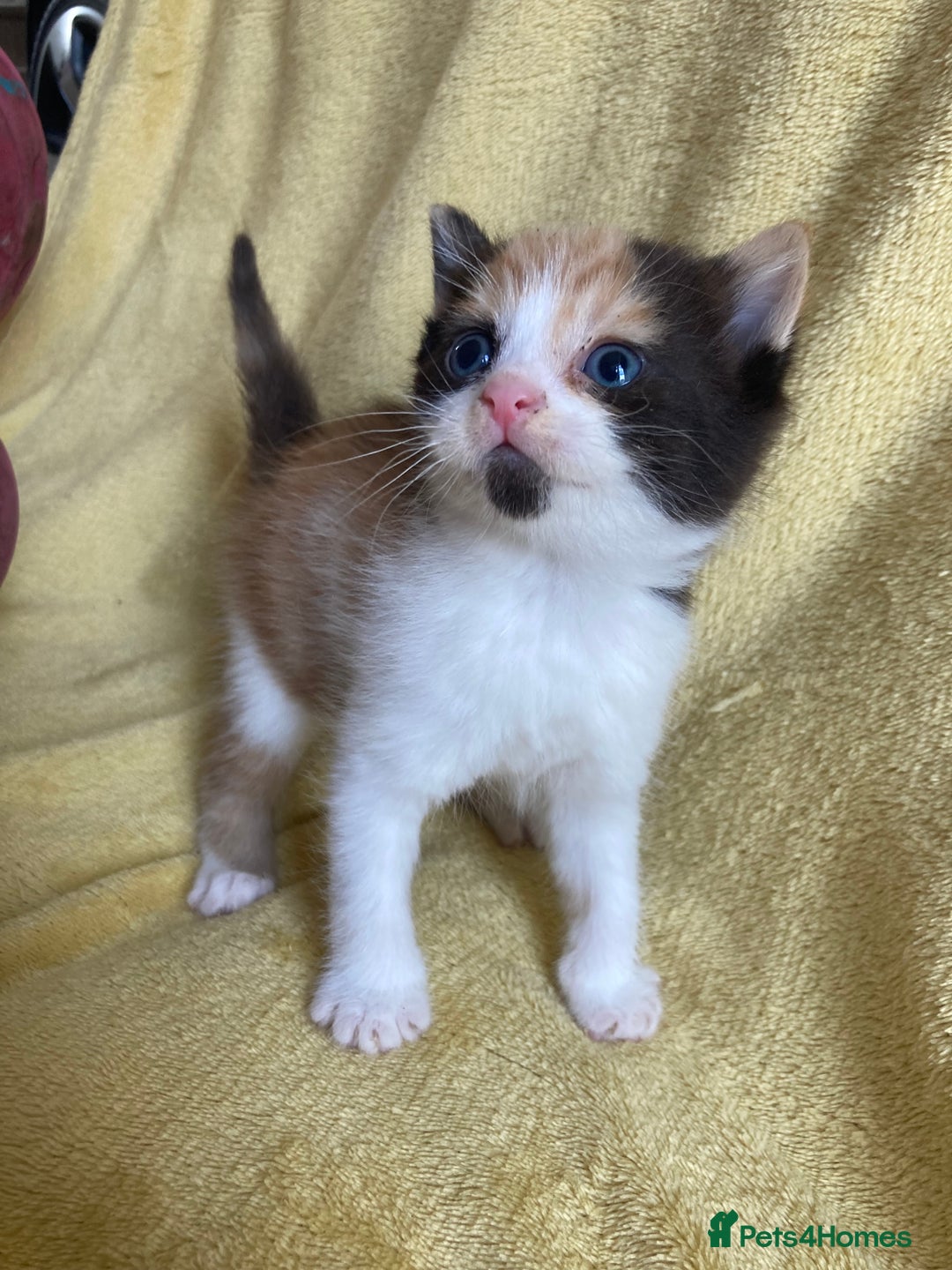 Maine Coon cats for sale: Maine coon x - Image 7
