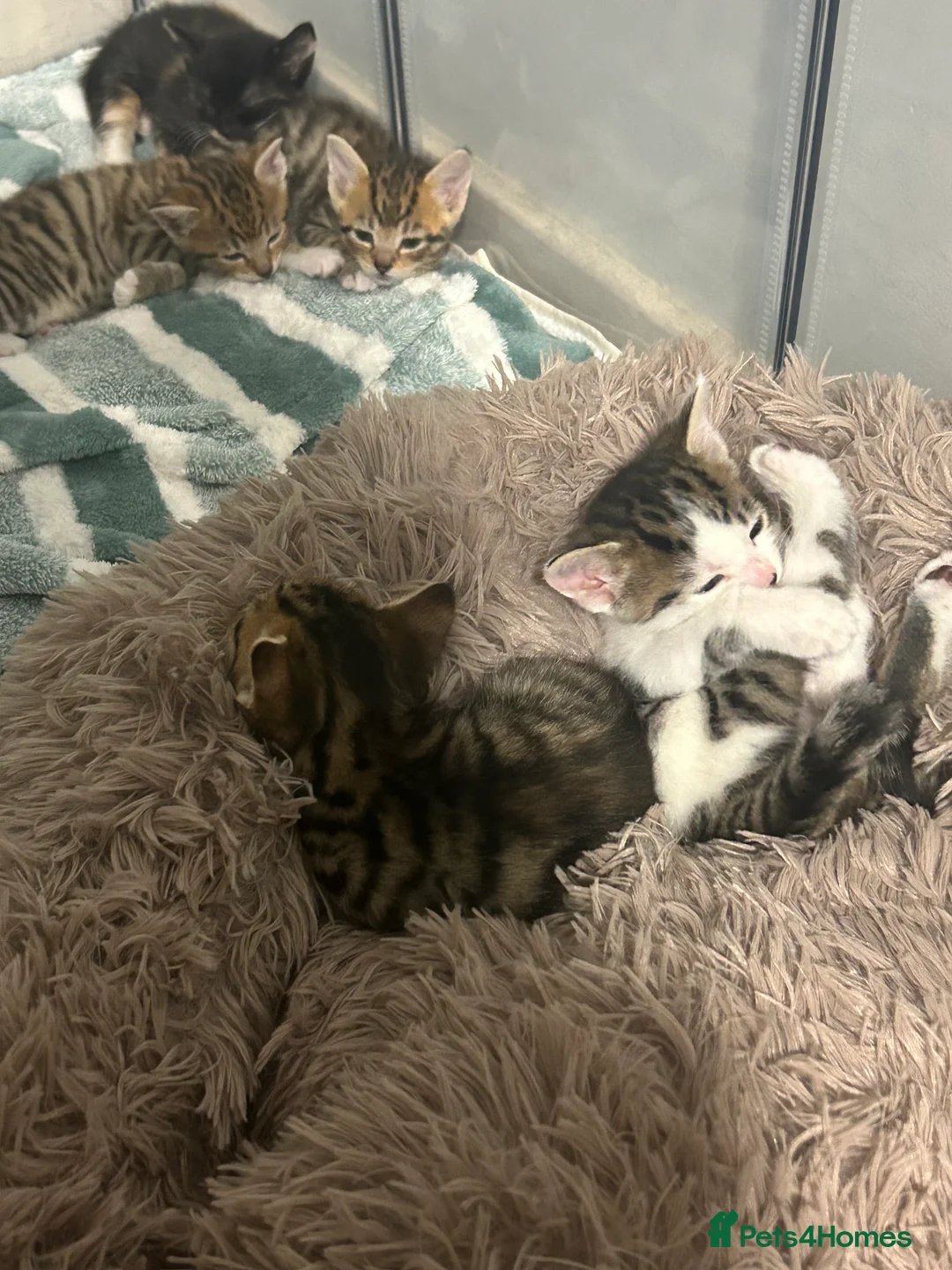 Mixed Breed cats for sale: 2 kittens - 1 boy, 1 girl in Swadlincote - Advert 19