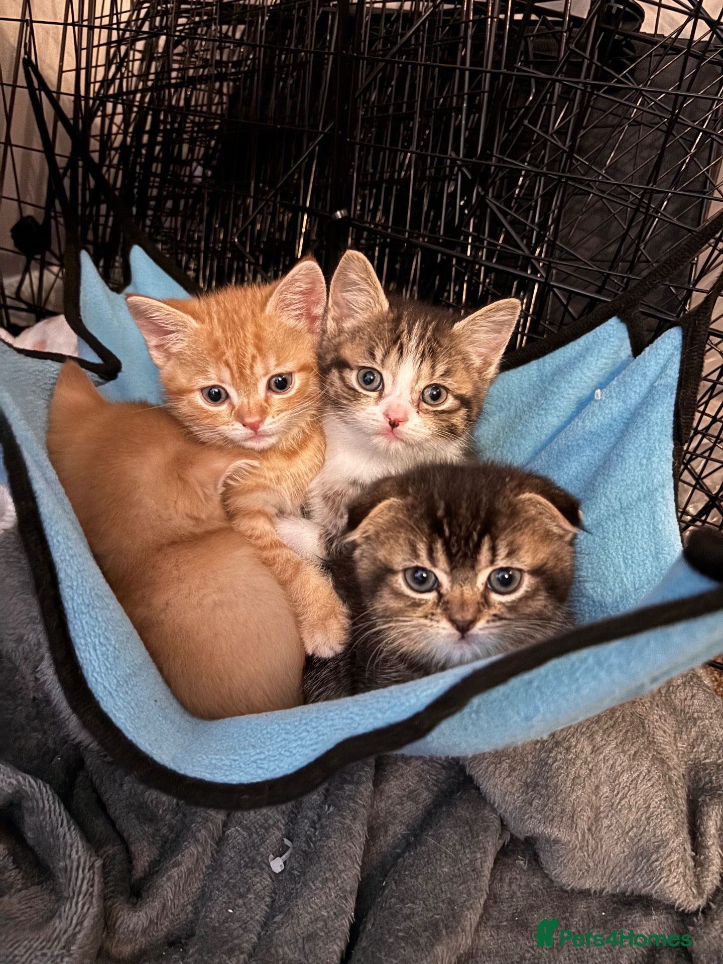 Scottish Fold cats Scottish Fold/Straight Kittens  - Advert 17
