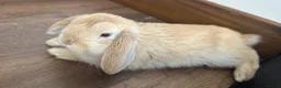 Mini Lop rabbits for sale: Cute mini lop bunny for sale❤️ - Advert 3