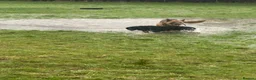 German Shepherd dogs for sale: 4 year old German Shepard  - Advert 5