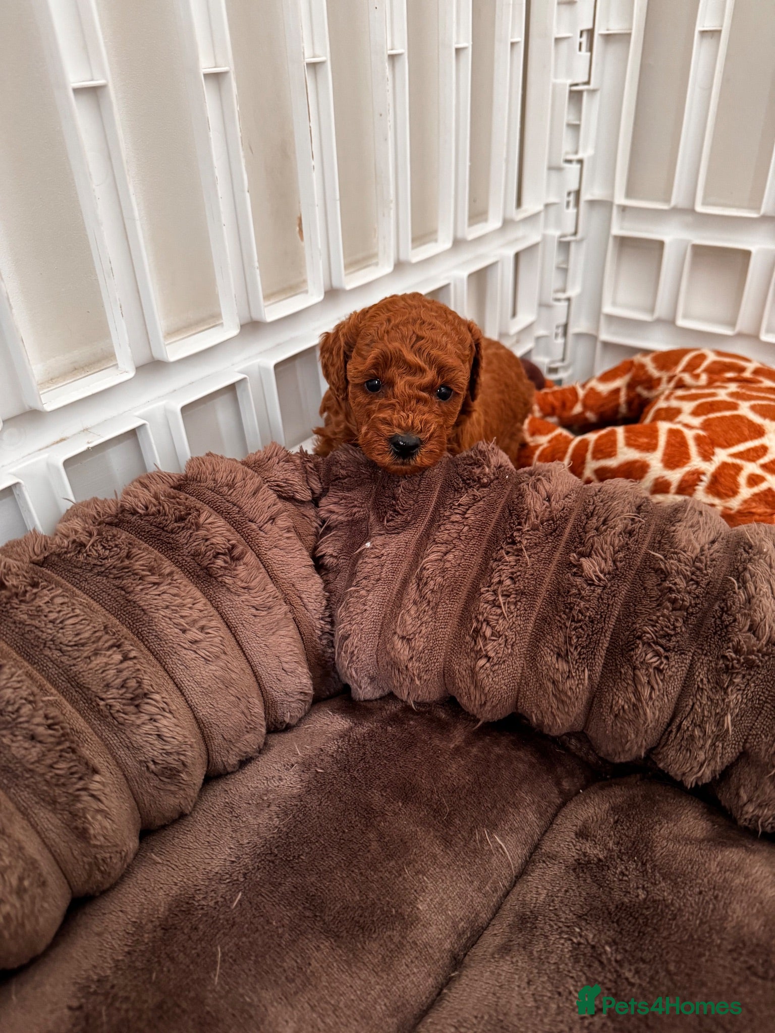 Toy Poodle dogs 3 Tiny Red Toy Poodle Boys | KC Registered ⭐️ - Advert 2