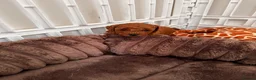 Toy Poodle dogs for sale: 3 Tiny Red Toy Poodle Boys | KC Registered ⭐️ - Advert 2