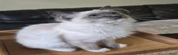 Ragdoll cats for sale: Female Blue Mitted Ragdoll Active registered - Advert 7