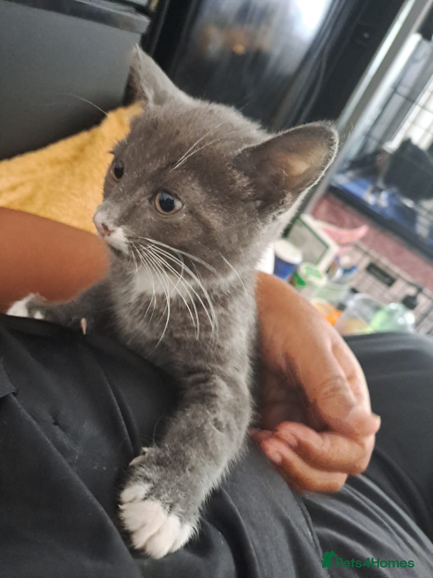 Mixed Breed cats 12 Beautifull kittens looking for a home. - Advert 2