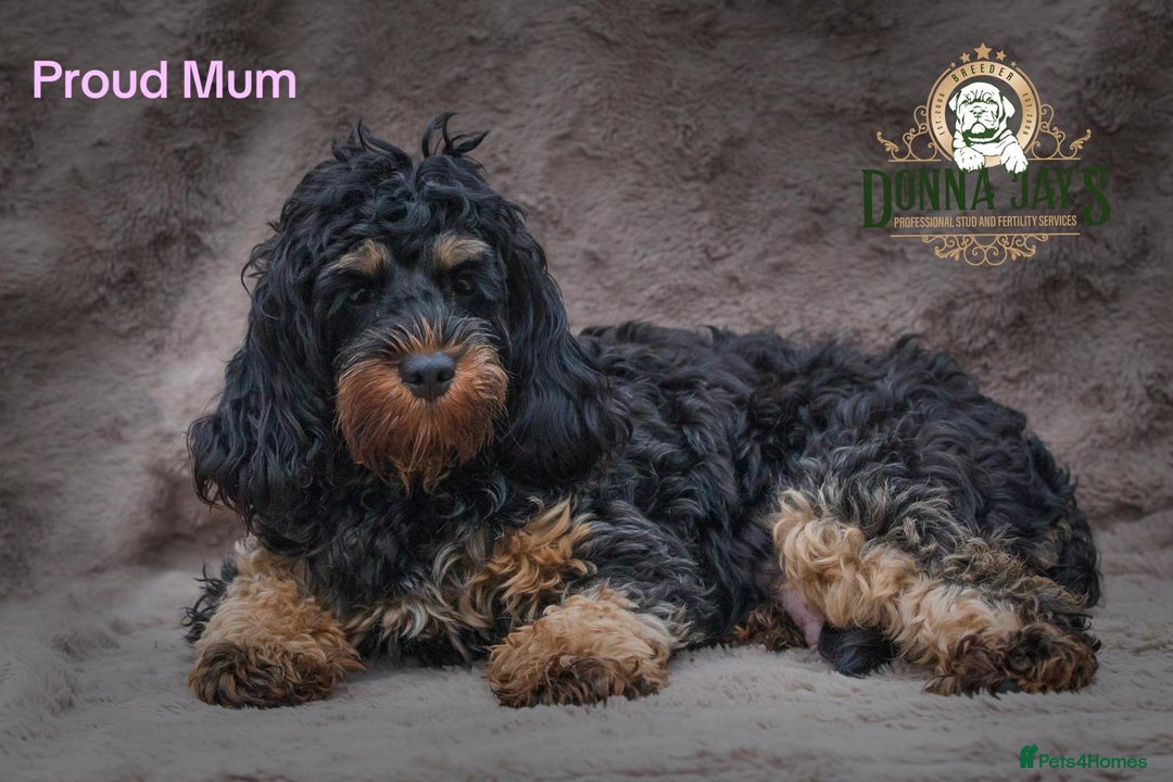 Cavapoo dogs for sale: DONNAJAYS Cavapoo’s  - Image 8