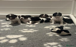English Springer Spaniel dogs for sale: Gorgeous working English Springer Spaniel Puppies - Image 4