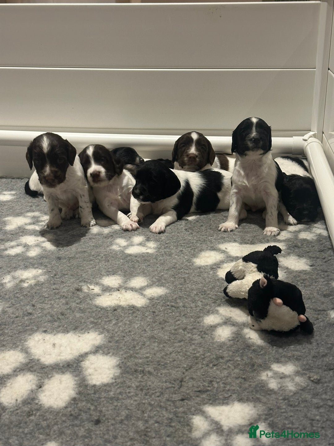 English Springer Spaniel dogs for sale: Gorgeous working English Springer Spaniel Puppies - Image 4
