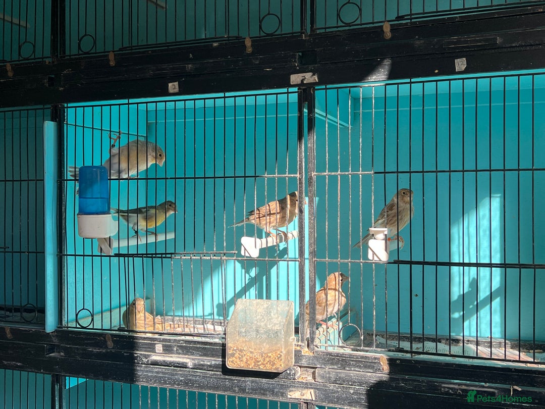 Canaries birds for sale: Young canaries  - Advert 23