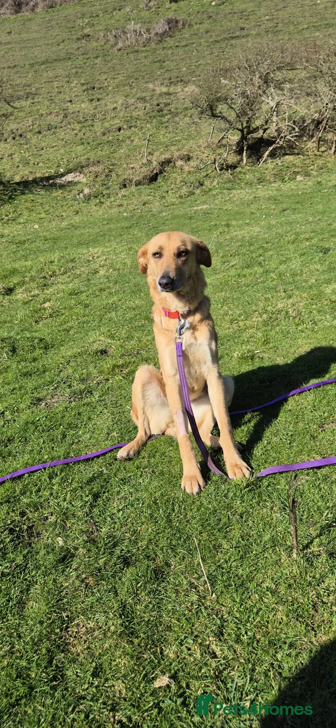 Mixed Breed dogs for adoption: Urgent Home 4 Beautiful Phoebe 🥀  - Advert 2