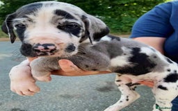 Great Dane dogs for sale: Beautiful Great Dane puppies for sale  - Image 7