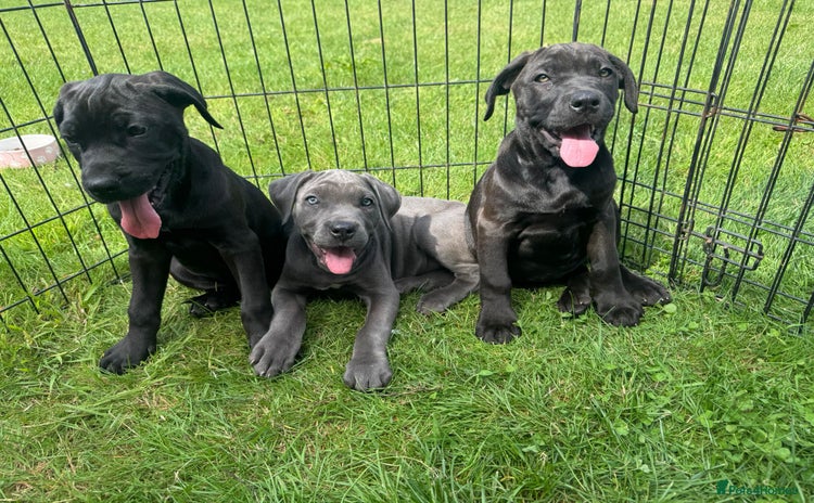 Cane Corso dogs - Advert 2