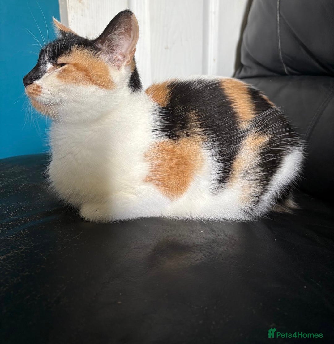 Mixed Breed cats for sale: beautiful kittens looking for loving forever homes - Image 1