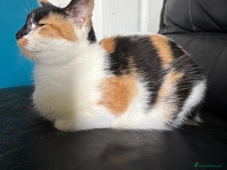 Mixed Breed cats - Advert 1