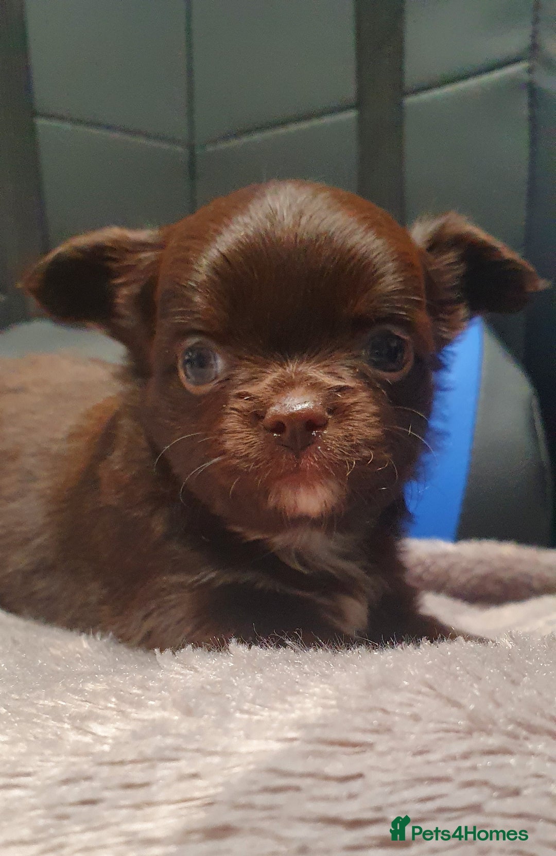 Chihuahua dogs for sale: Beautiful Long-Haired Chihuahua Puppies - Advert 2