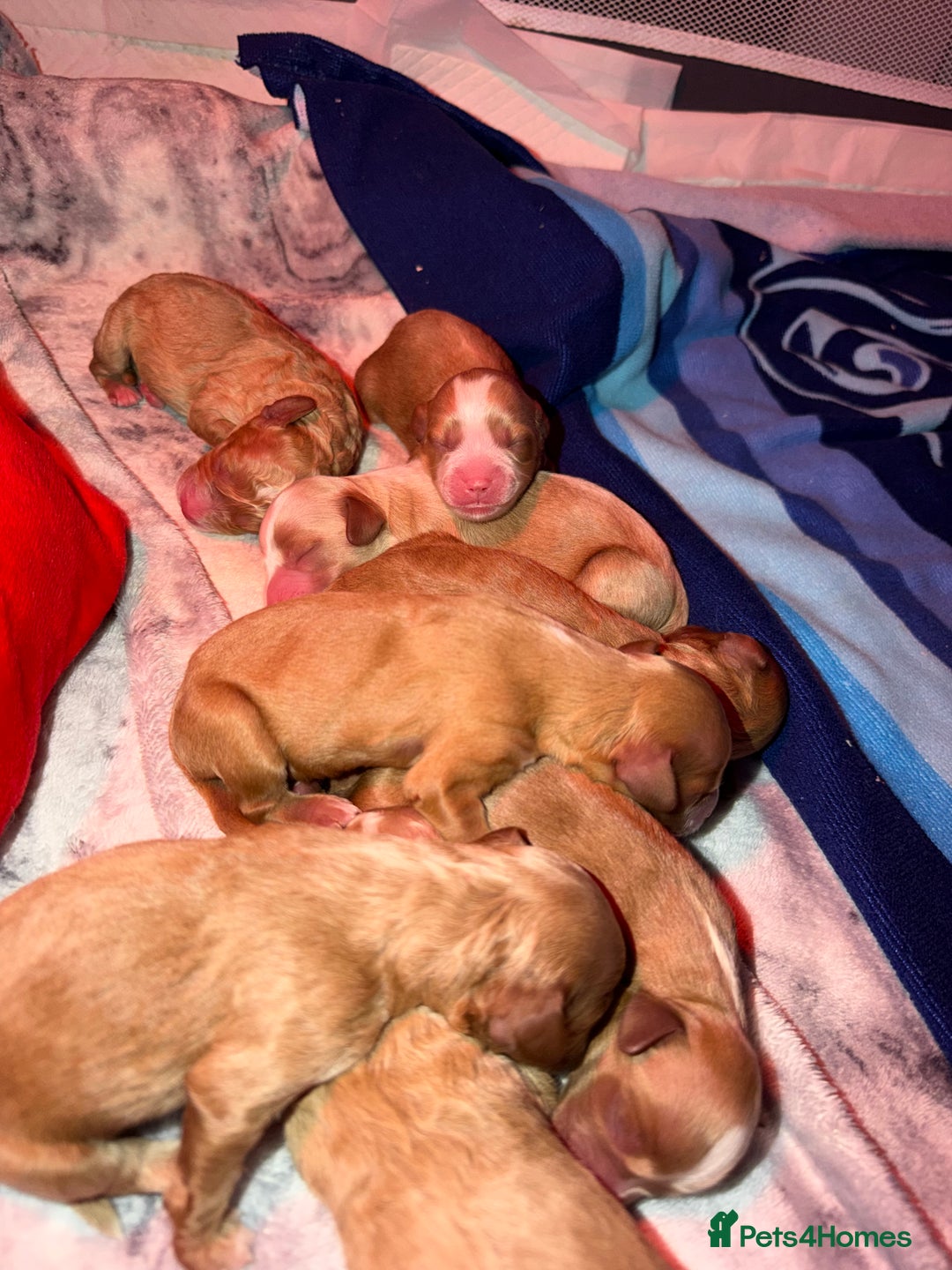 Cavapoo dogs for sale: Cavapoo for sale - Advert 5