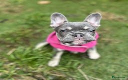 French Bulldog dogs for sale: 11 month old female French bulldog  - Image 2