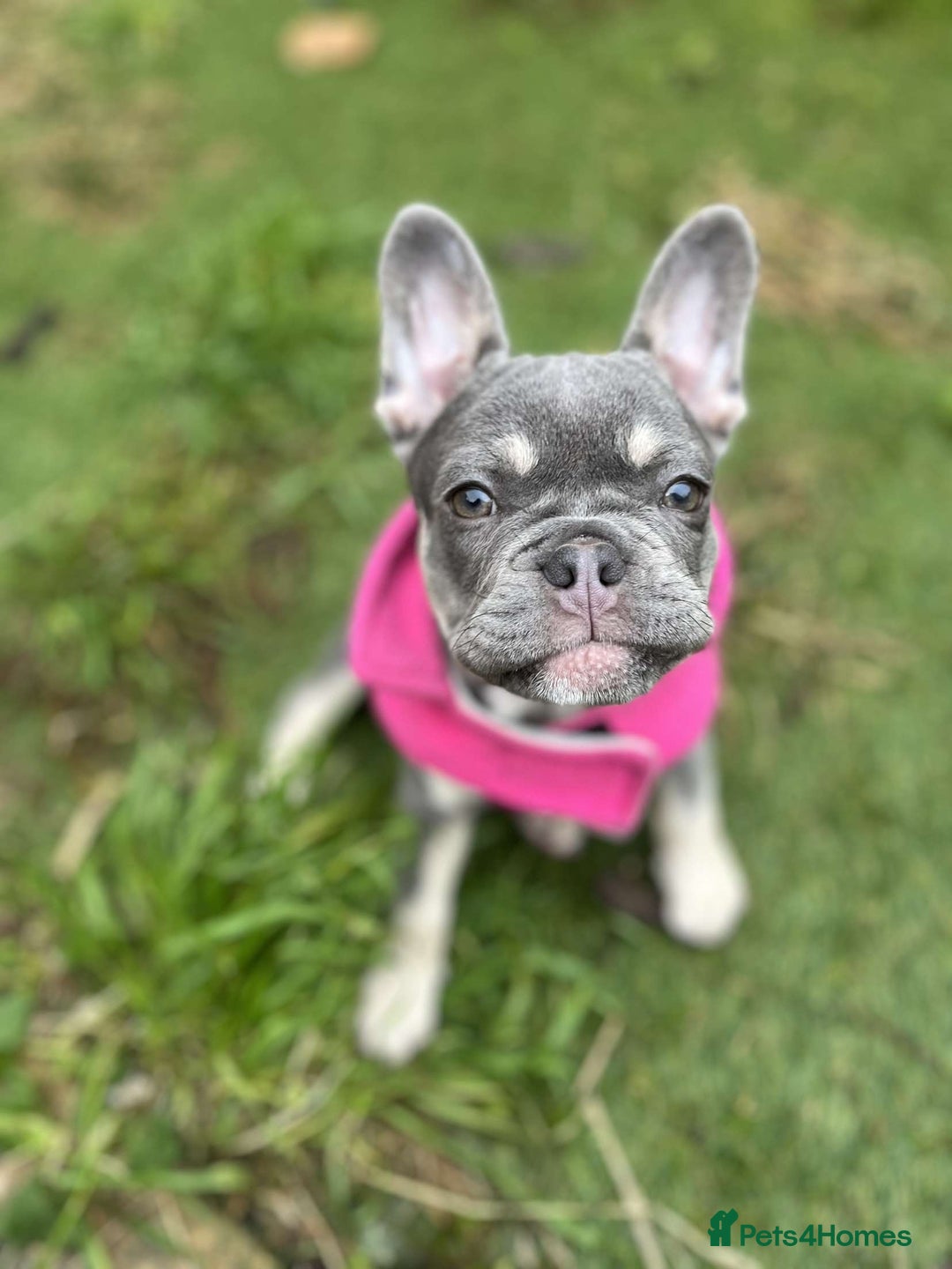 French Bulldog dogs for sale: 11 month old female French bulldog  - Image 2