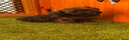 Yorkiepoo dogs for sale: Beautiful yorkipoo’s  - Advert 13