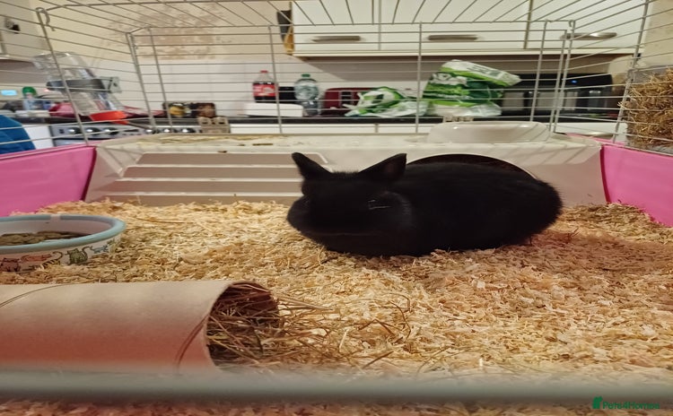 Netherland Dwarf rabbits - Advert 3