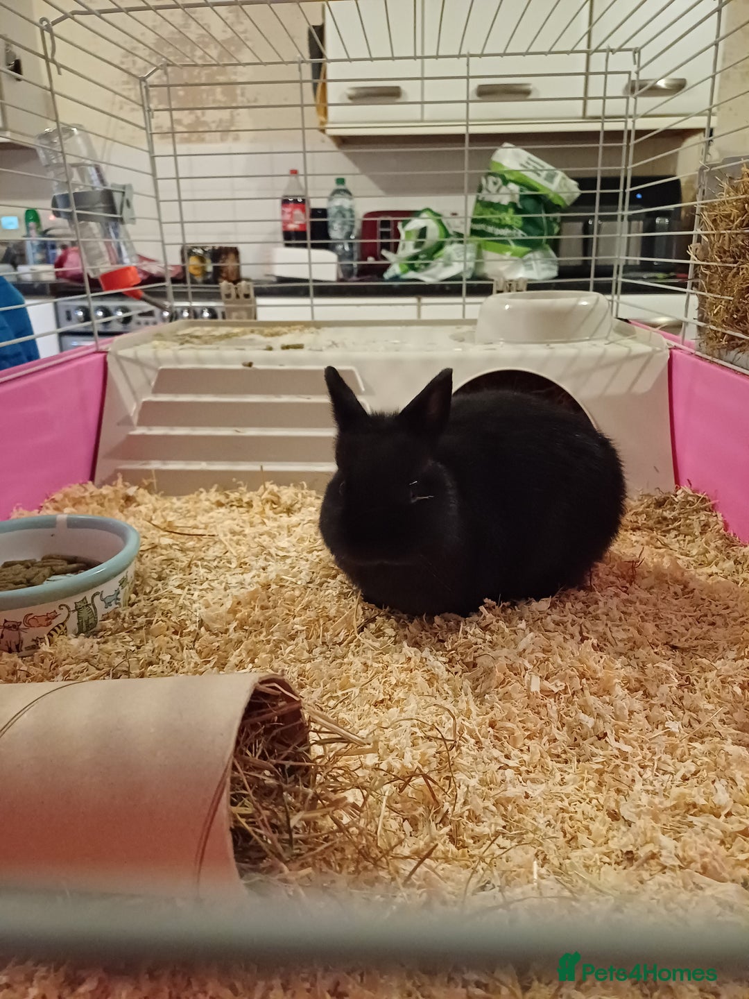 Netherland Dwarf rabbits for sale: Netherland Dwarf Rabbit  - Image 1