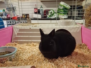 Netherland Dwarf rabbits - Advert 4