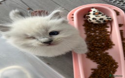 Ragdoll cats for sale: Unique patterned fluffy Ragdoll kittens - Image 23