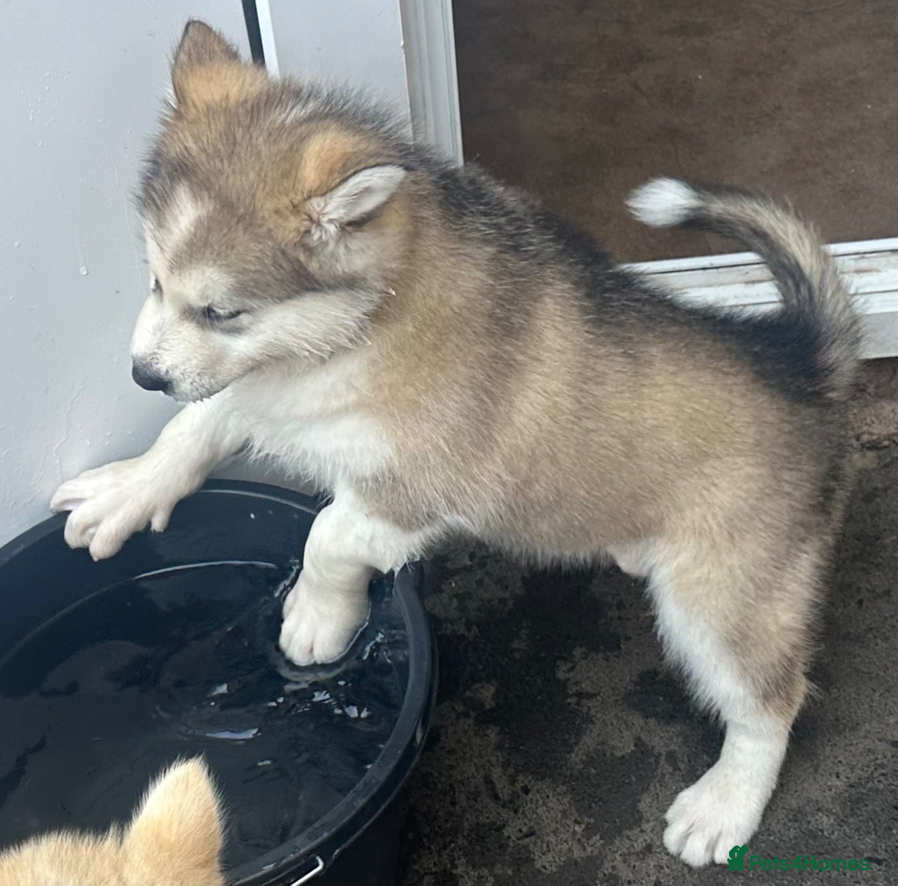 Alaskan Malamute dogs Rare big pure Alaskan Malamute pups - Advert 2