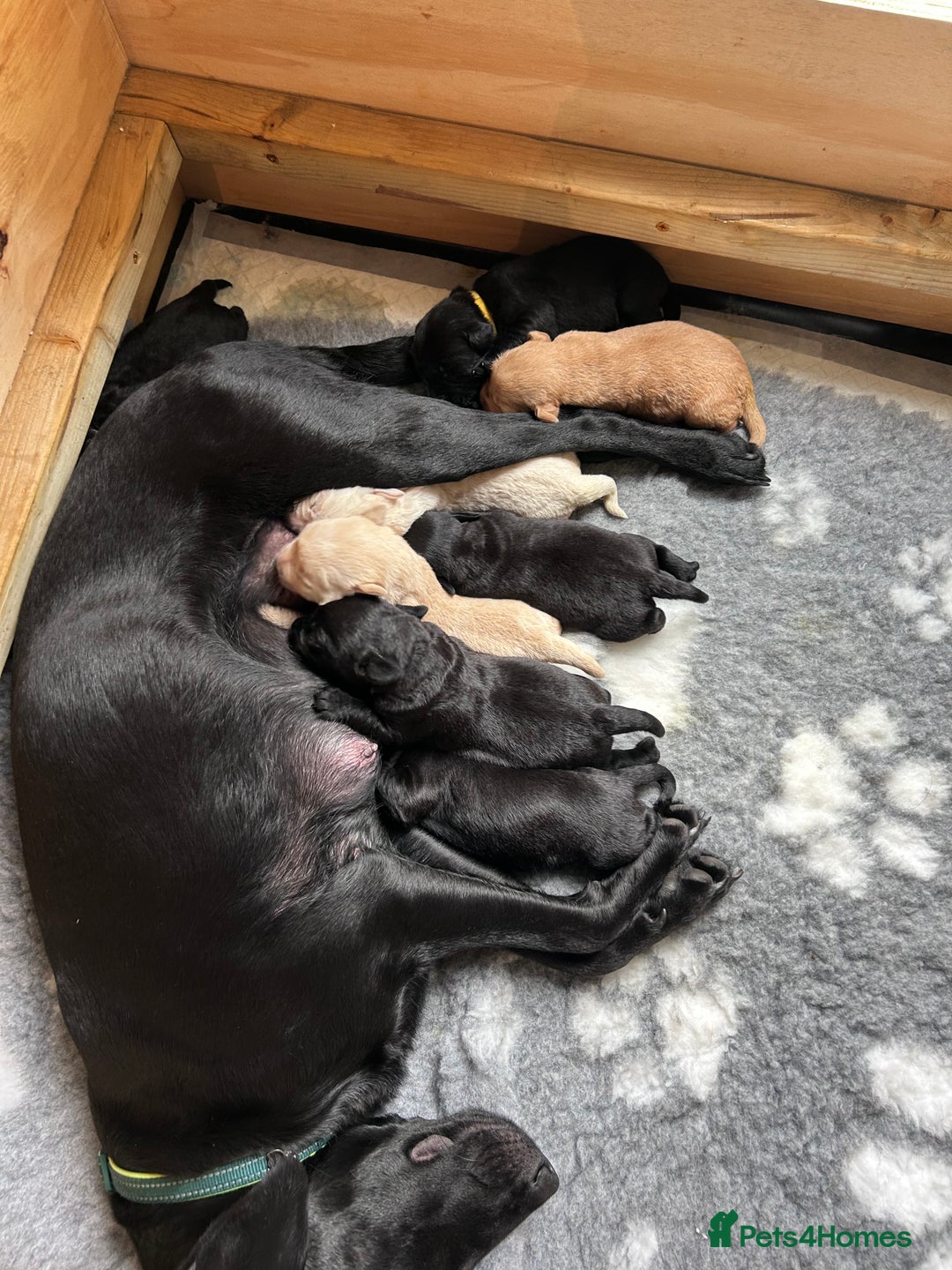 Mixed Breed dogs for sale: 3 Male, Black Labrador Cross puppies  - Image 2