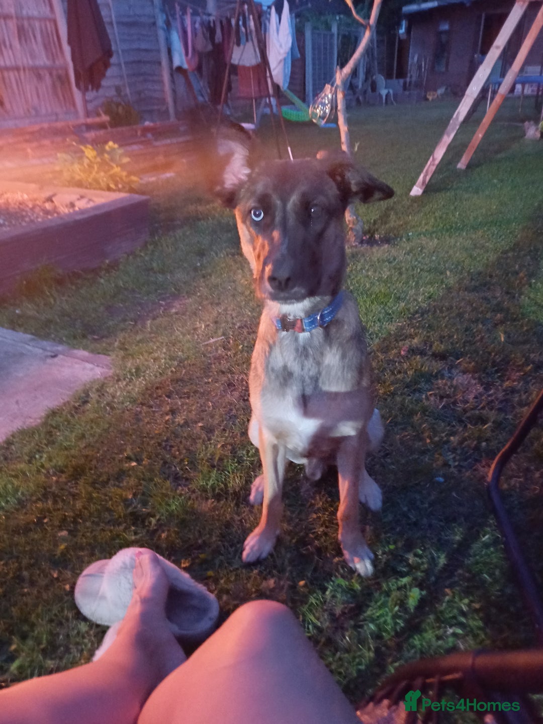 Mixed Breed dogs for sale: Reggie - Advert 6