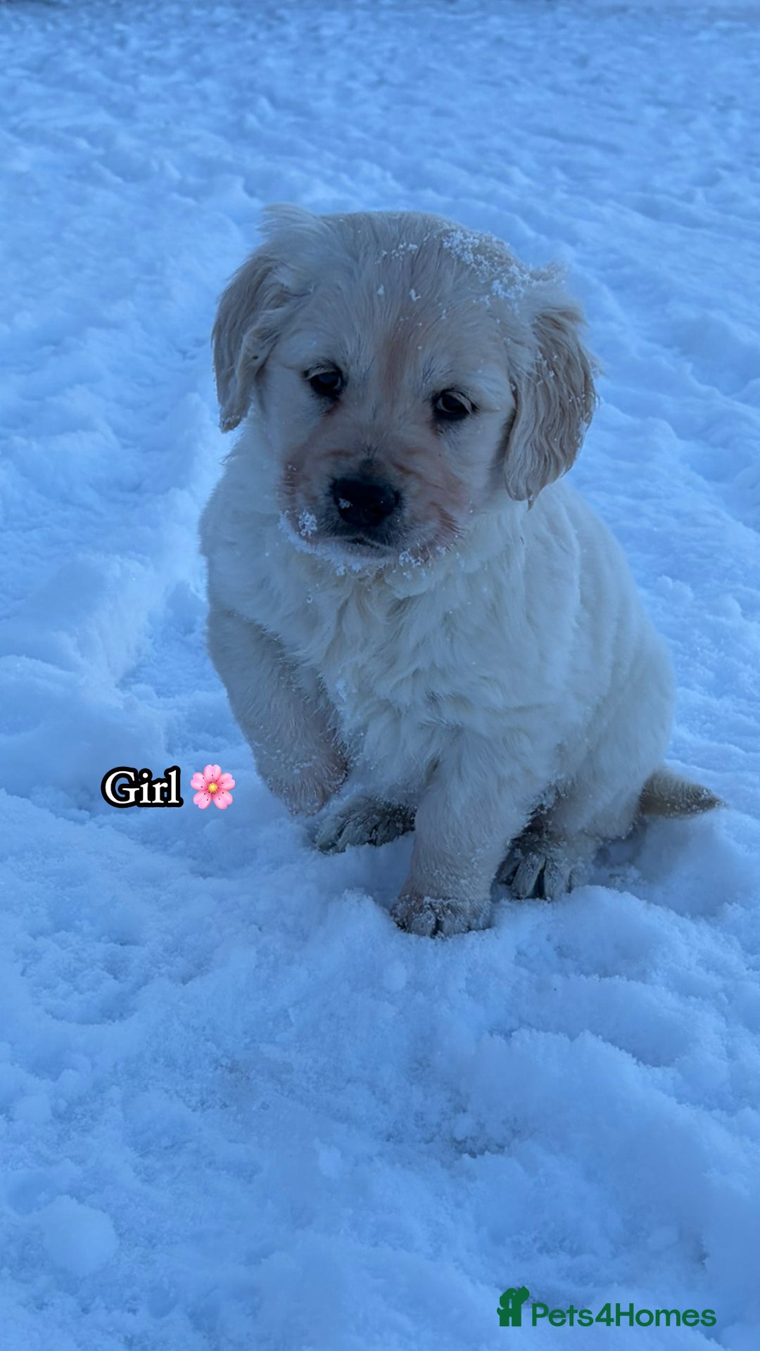 Golden Retriever dogs for sale: 🌸 One gorgeous girl 🌸 - Advert 3