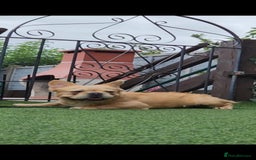 French Bulldog dogs for sale: French bulldog male - Image 1