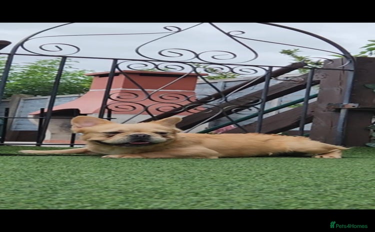 French Bulldog dogs - Advert 5