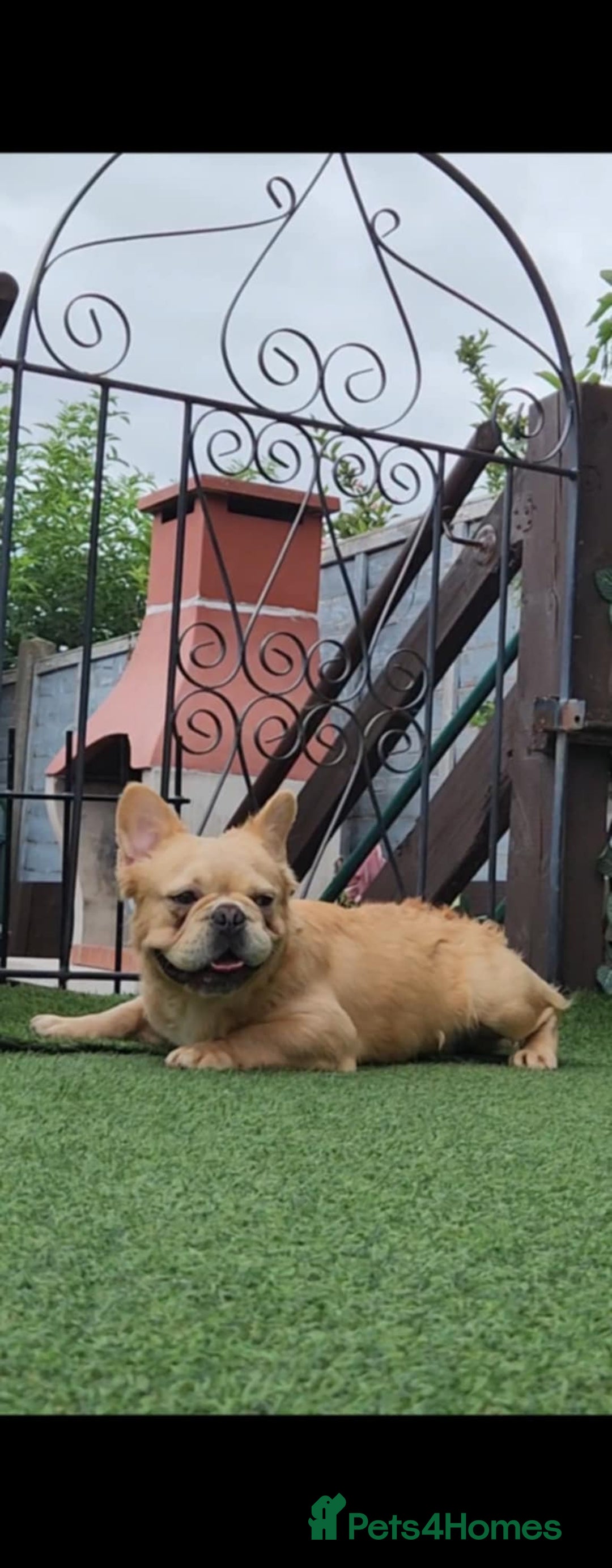 French Bulldog dogs for sale: French bulldog male - Image 1