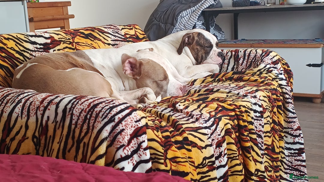 American Bulldog dogs for stud: American Bulldog for Studs  in Horley - Image 3
