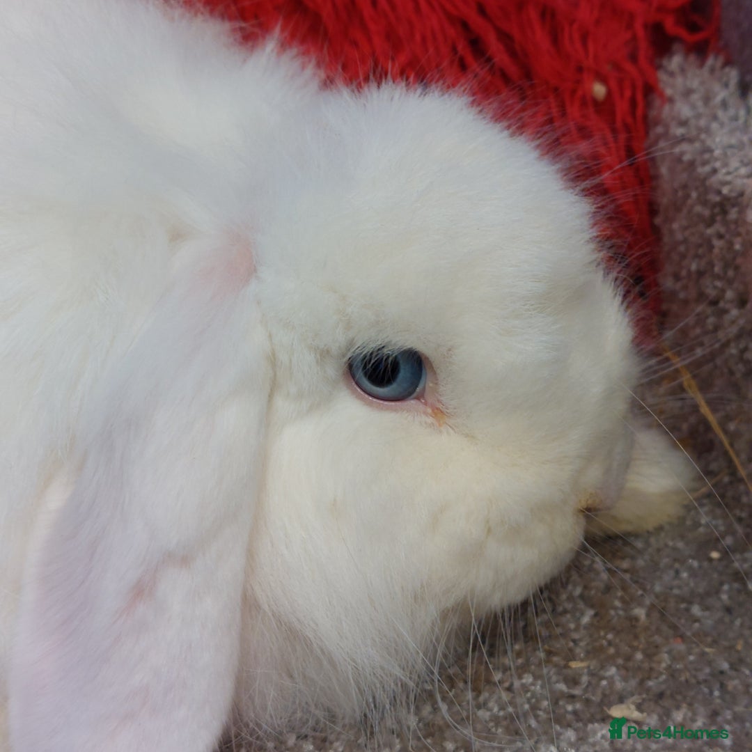 Mini Lion Lop rabbits for sale:  Vaccinated minilop bew cash  doe - Image 2