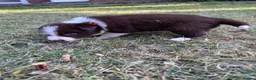 Border Collie dogs for sale: Border Collie Puppies Merles & Red and Whites - Advert 22