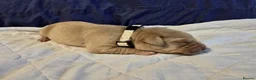 Labrador Retriever dogs for sale: Beautiful Labrador Retriever Puppies for sale. - Advert 5